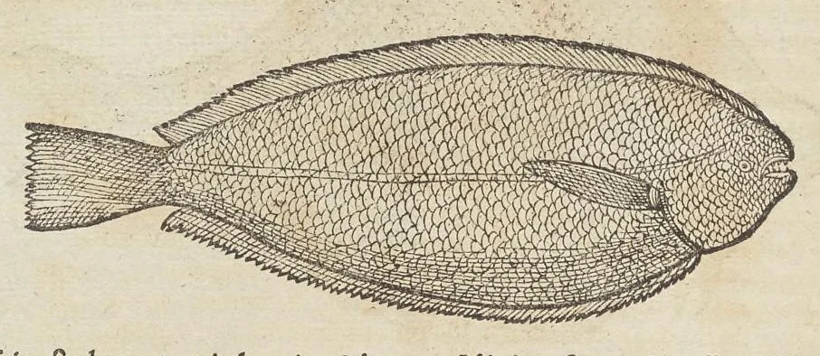 An illustration from Historiæ animalivm ..., 1551, leaf 827