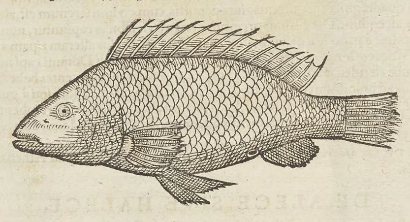 An illustration from Historiæ animalivm ..., 1551, leaf 83