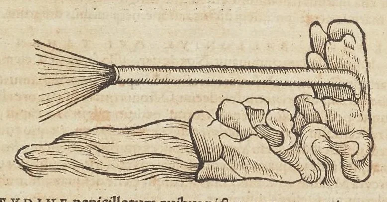 An illustration from Historiæ animalivm ..., 1551, leaf 861