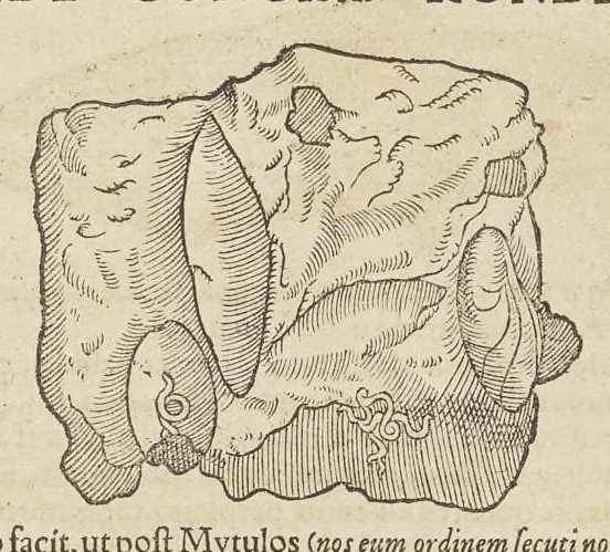 An illustration from Historiæ animalivm ..., 1551, leaf 882