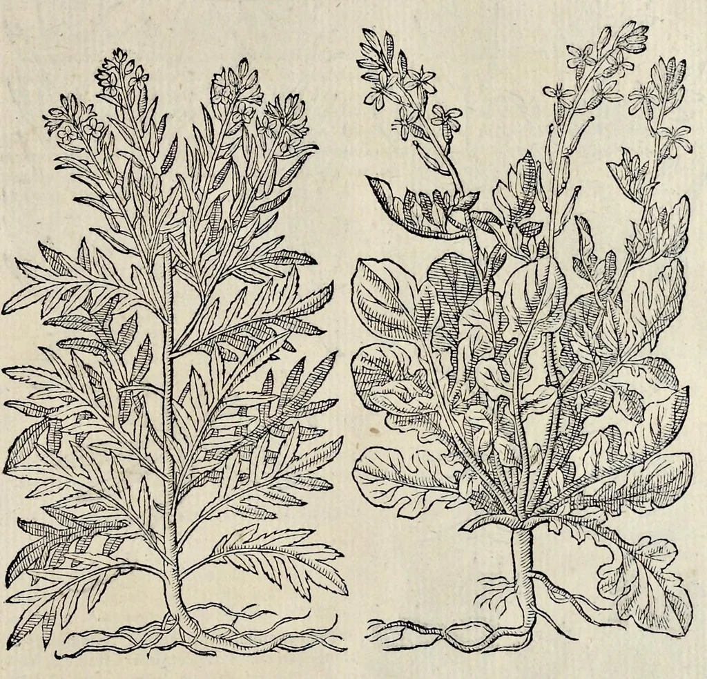 An illustration from Plantarum seu stirpium historia, 1576, leaf 106
