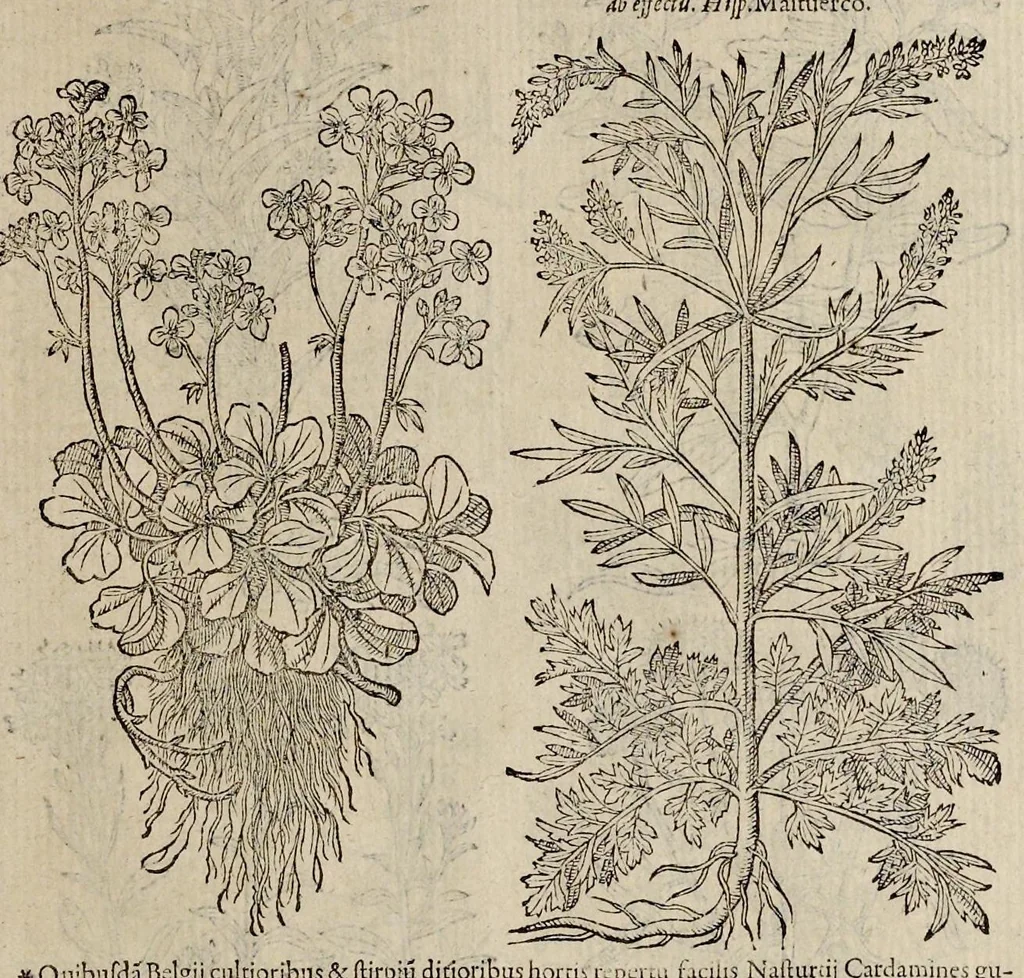 An illustration from Plantarum seu stirpium historia, 1576, leaf 112