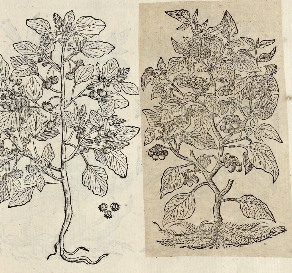 An illustration from Plantarum seu stirpium historia, 1576, leaf 138