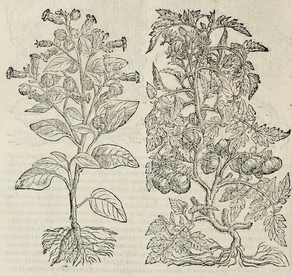 An illustration from Plantarum seu stirpium historia, 1576, leaf 145