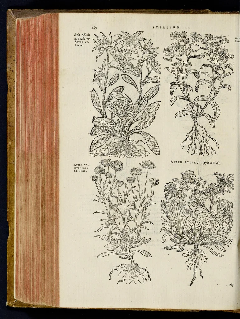 An illustration from Plantarum seu stirpium historia, 1576, leaf 193