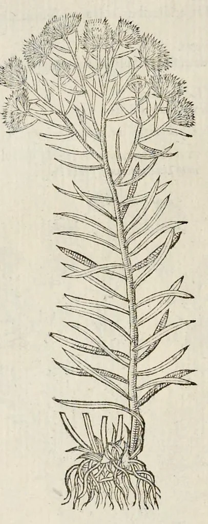 An illustration from Plantarum seu stirpium historia, 1576, leaf 229