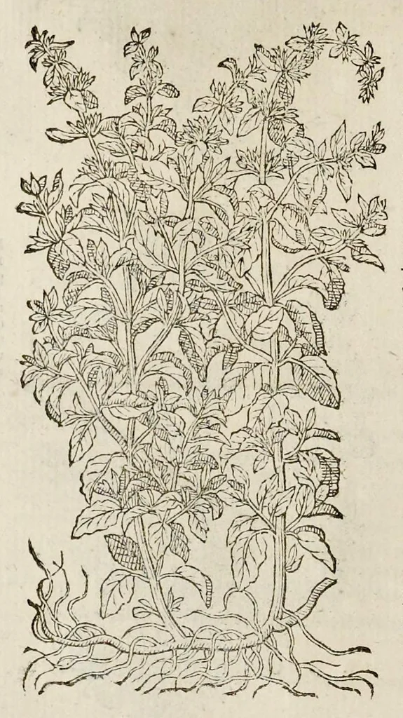 An illustration from Plantarum seu stirpium historia, 1576, leaf 271