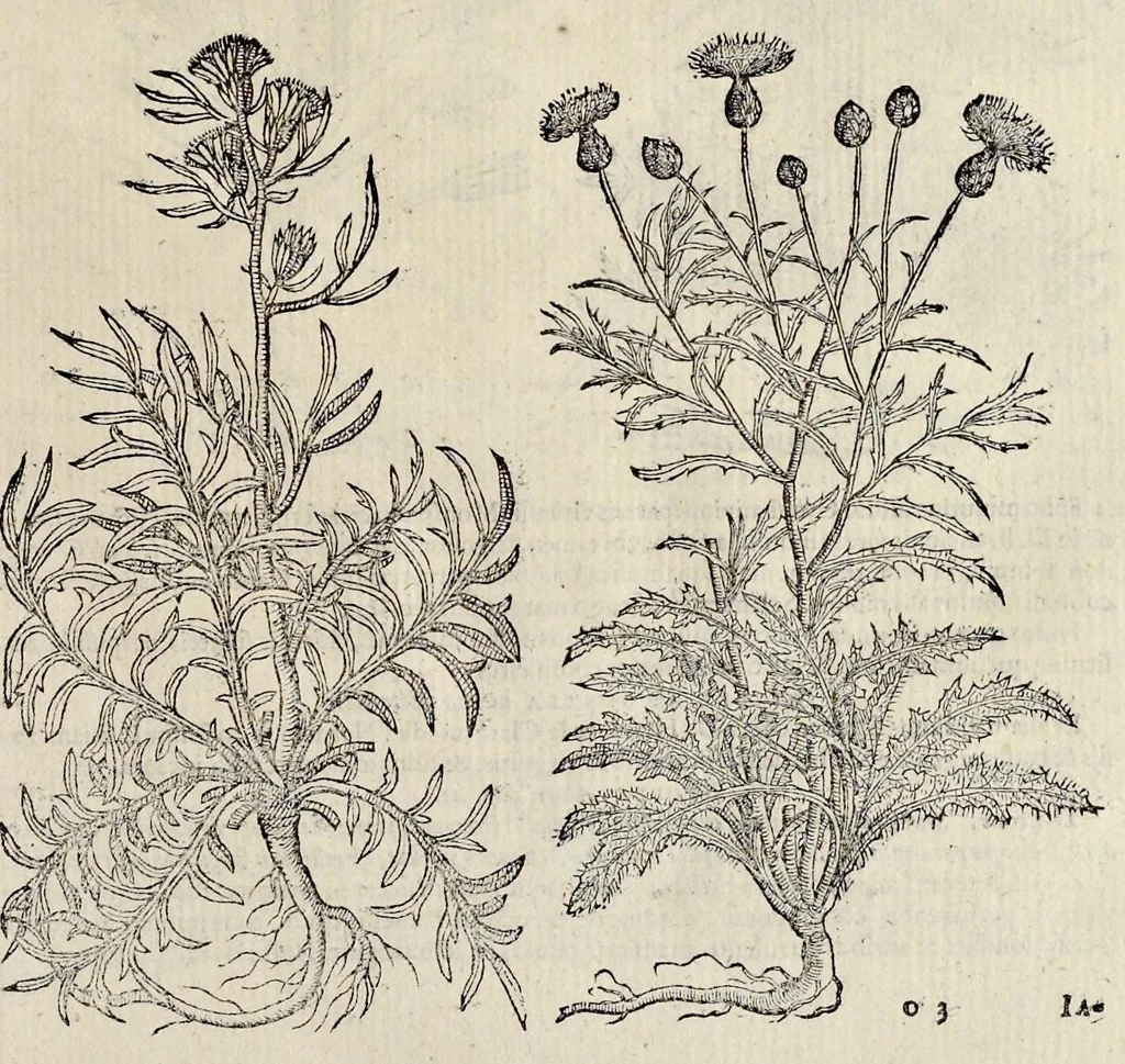 An illustration from Plantarum seu stirpium historia, 1576, leaf 298