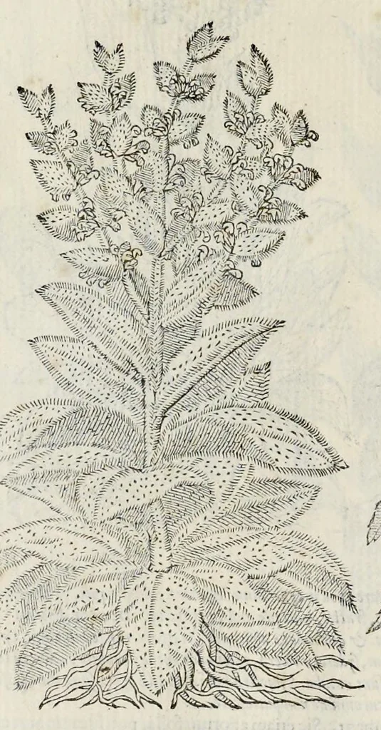 An illustration from Plantarum seu stirpium historia, 1576, leaf 309