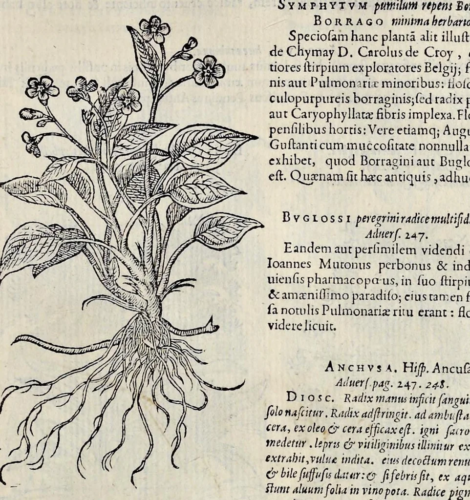 An illustration from Plantarum seu stirpium historia, 1576, leaf 316