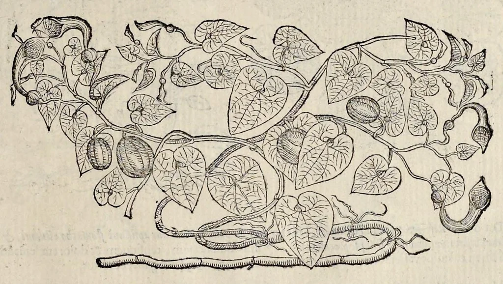 An illustration from Plantarum seu stirpium historia, 1576, leaf 338