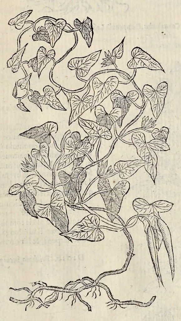 An illustration from Plantarum seu stirpium historia, 1576, leaf 346