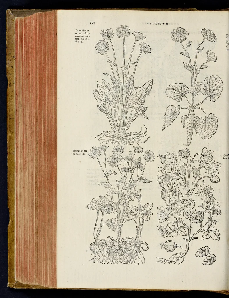 An illustration from Plantarum seu stirpium historia, 1576, leaf 375