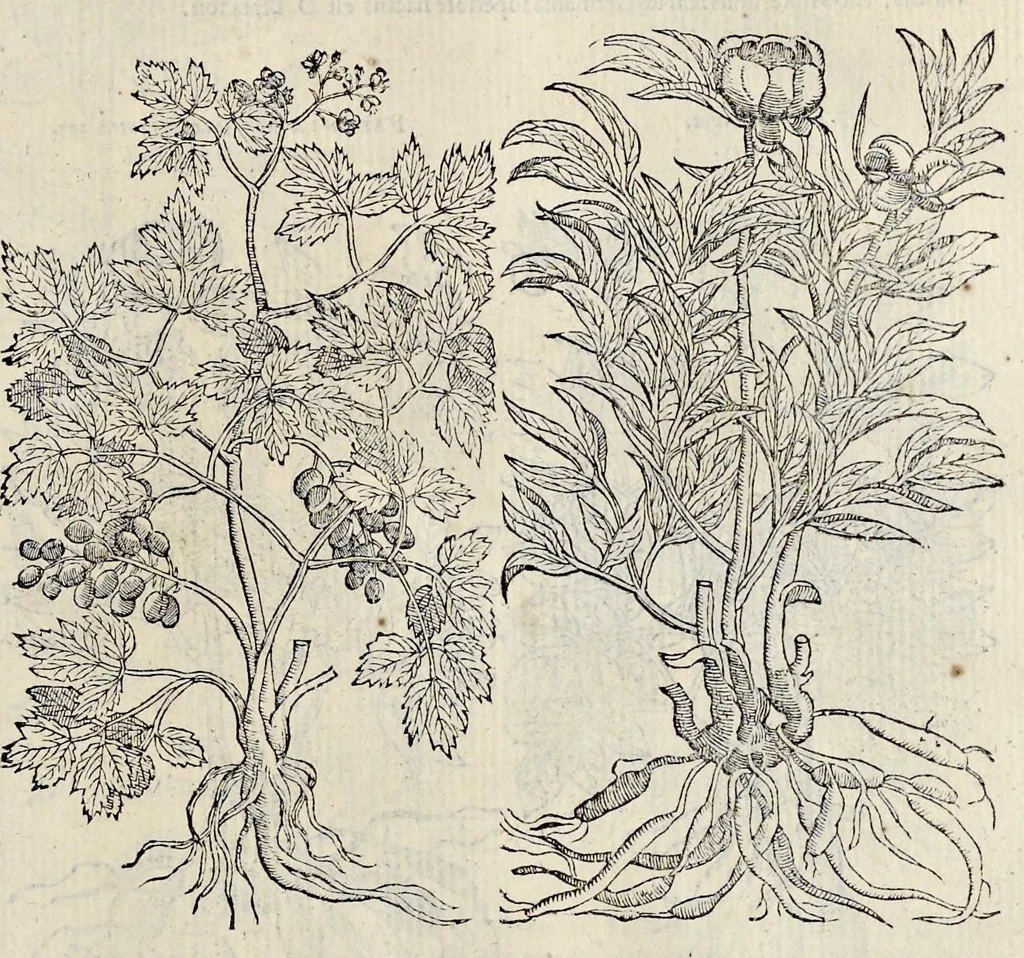 An illustration from Plantarum seu stirpium historia, 1576, leaf 394