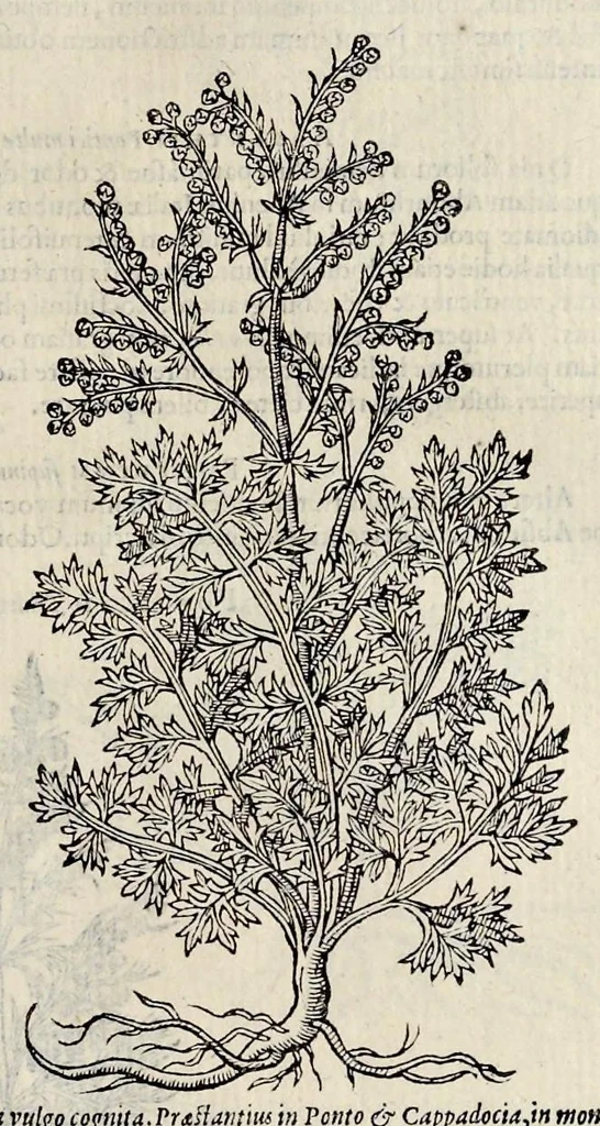 An illustration from Plantarum seu stirpium historia, 1576, leaf 438