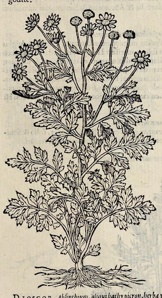An illustration from Plantarum seu stirpium historia, 1576, leaf 438