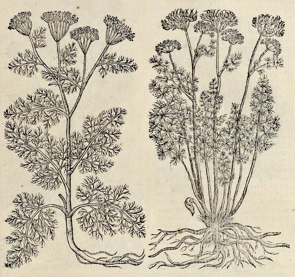 An illustration from Plantarum seu stirpium historia, 1576, leaf 454