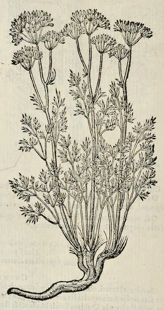 An illustration from Plantarum seu stirpium historia, 1576, leaf 461