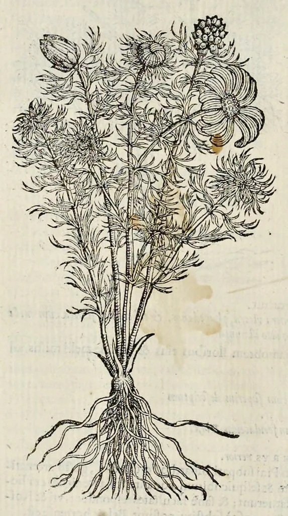 An illustration from Plantarum seu stirpium historia, 1576, leaf 461