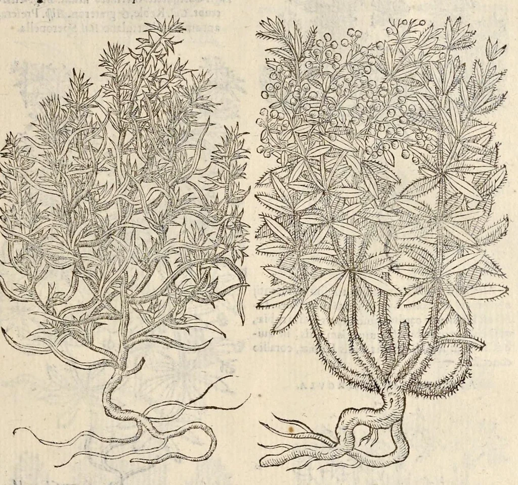 An illustration from Plantarum seu stirpium historia, 1576, leaf 468
