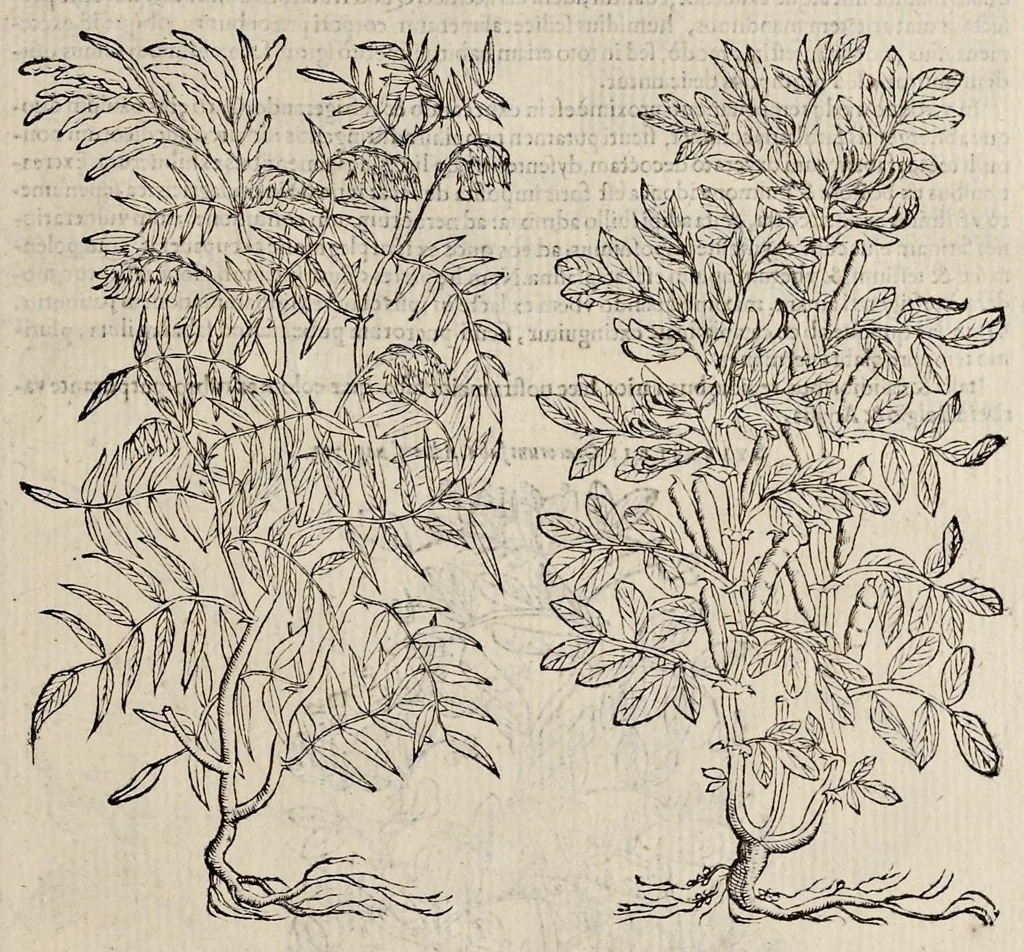 An illustration from Plantarum seu stirpium historia, 1576, leaf 514