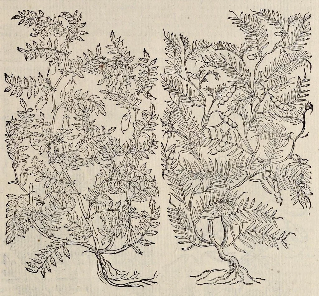 An illustration from Plantarum seu stirpium historia, 1576, leaf 524