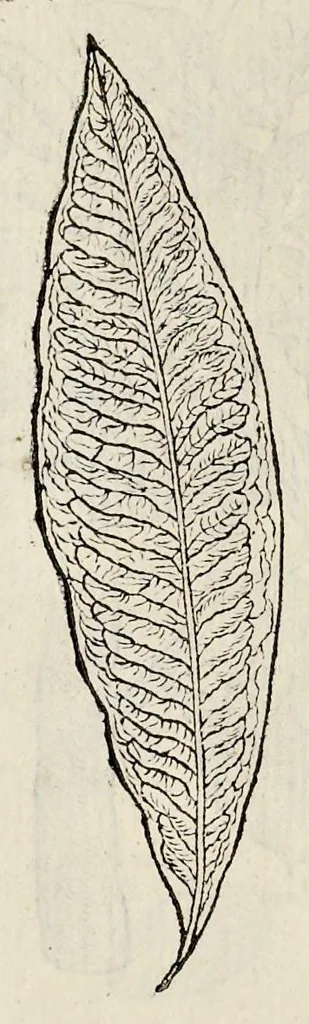 An illustration from Plantarum seu stirpium historia, 1576, leaf 579