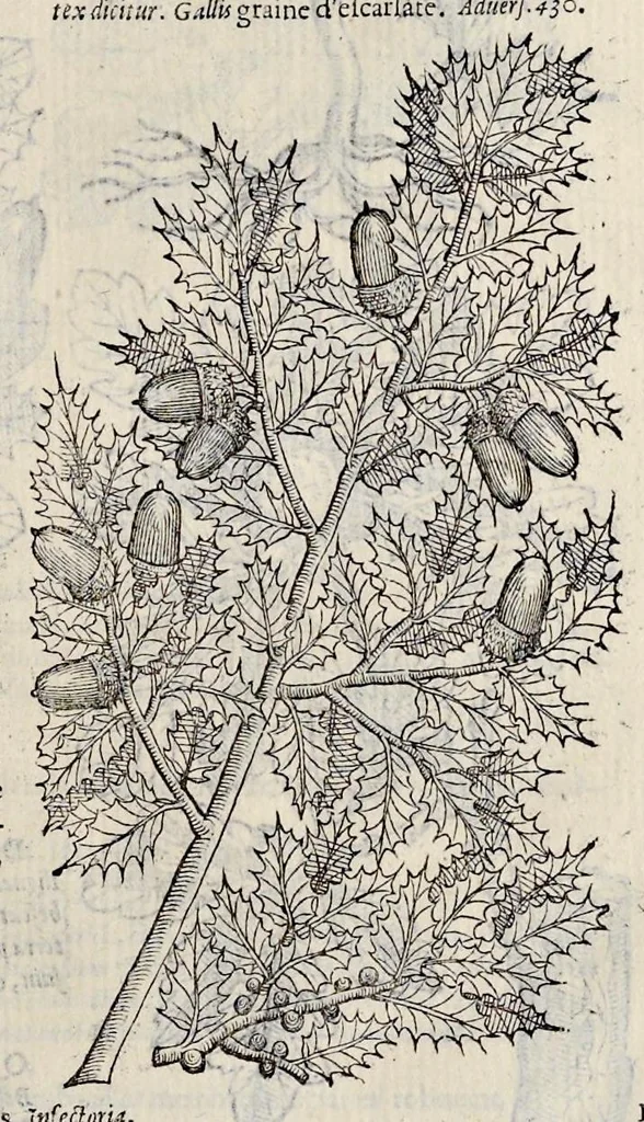 An illustration from Plantarum seu stirpium historia, 1576, leaf 586