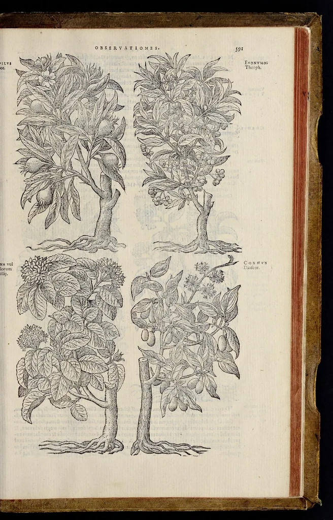An illustration from Plantarum seu stirpium historia, 1576, leaf 596