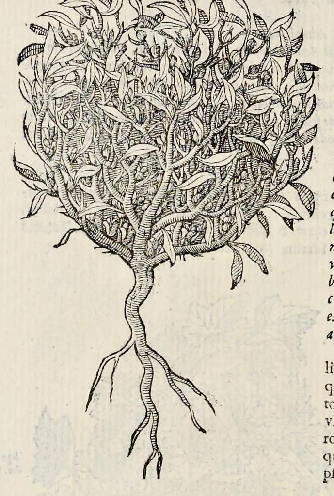 An illustration from Plantarum seu stirpium historia, 1576, leaf 621