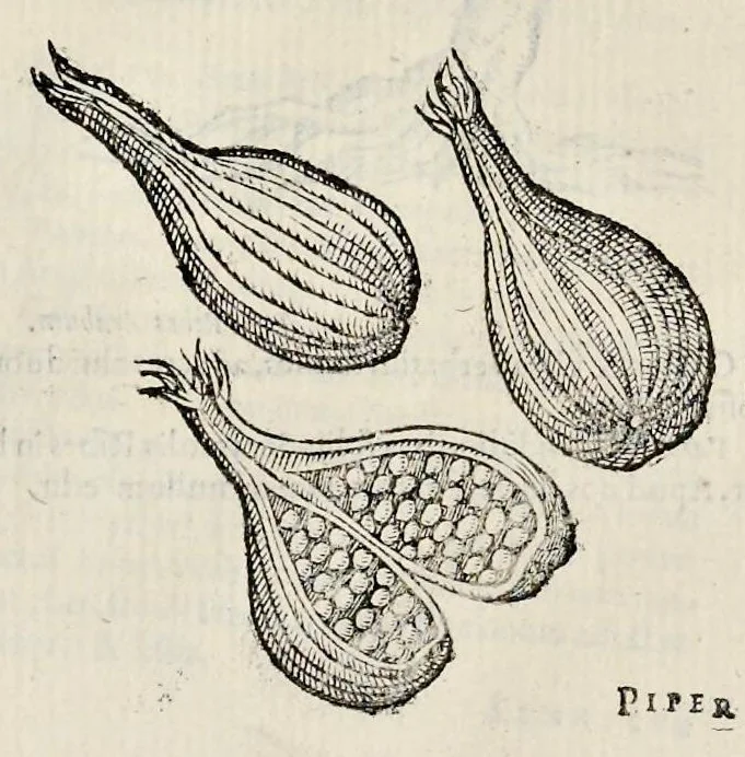 An illustration from Plantarum seu stirpium historia, 1576, leaf 621