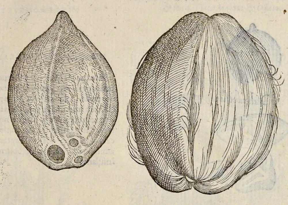 An illustration from Plantarum seu stirpium historia, 1576, leaf 646