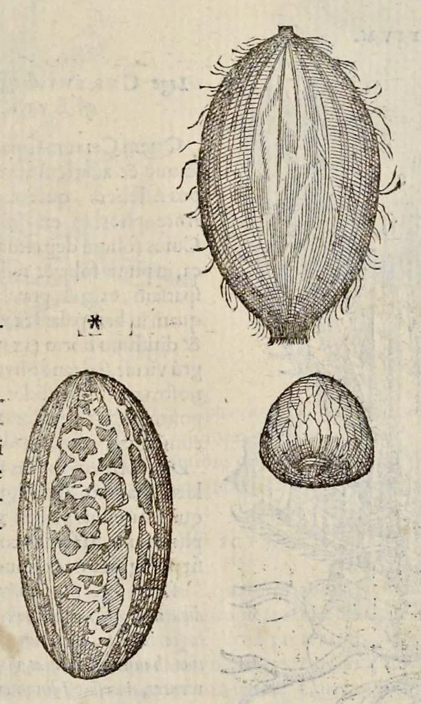 An illustration from Plantarum seu stirpium historia, 1576, leaf 646