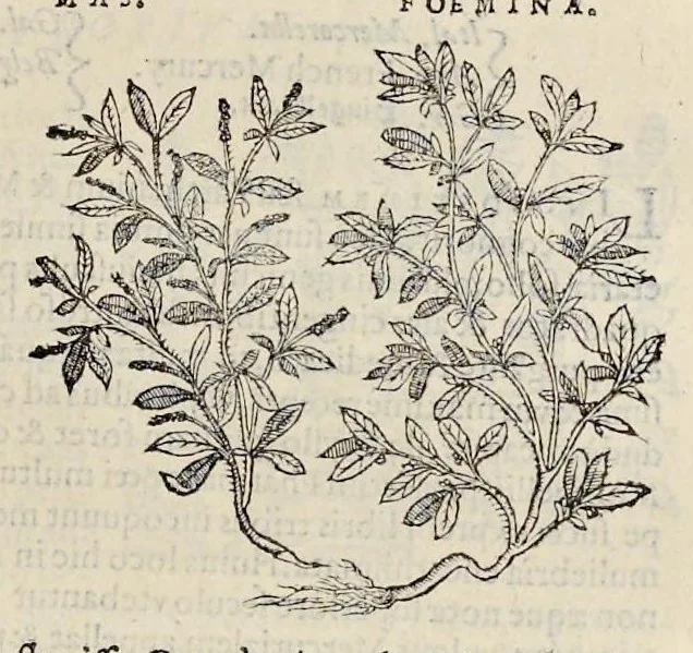An illustration from Nova Stirpivm adversaria : perfacilis vestigatio, lvcvlentaquv accessio ad priscorum, praesertim Dioscoridis, & recentiorum, materiam medicam, 1576, leaf 108