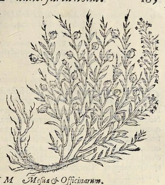 An illustration from Nova Stirpivm adversaria : perfacilis vestigatio, lvcvlentaquv accessio ad priscorum, praesertim Dioscoridis, & recentiorum, materiam medicam, 1576, leaf 196