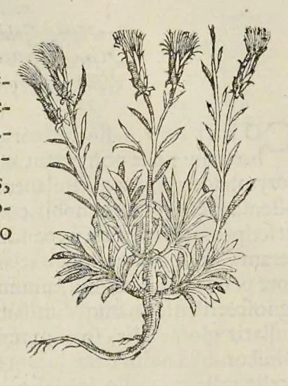 An illustration from Nova Stirpivm adversaria : perfacilis vestigatio, lvcvlentaquv accessio ad priscorum, praesertim Dioscoridis, & recentiorum, materiam medicam, 1576, leaf 215
