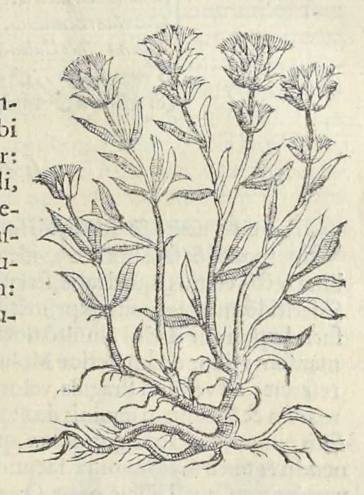 An illustration from Nova Stirpivm adversaria : perfacilis vestigatio, lvcvlentaquv accessio ad priscorum, praesertim Dioscoridis, & recentiorum, materiam medicam, 1576, leaf 236