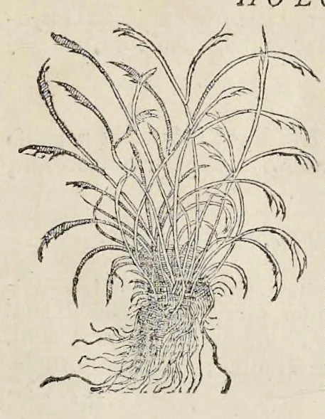 An illustration from Nova Stirpivm adversaria : perfacilis vestigatio, lvcvlentaquv accessio ad priscorum, praesertim Dioscoridis, & recentiorum, materiam medicam, 1576, leaf 24