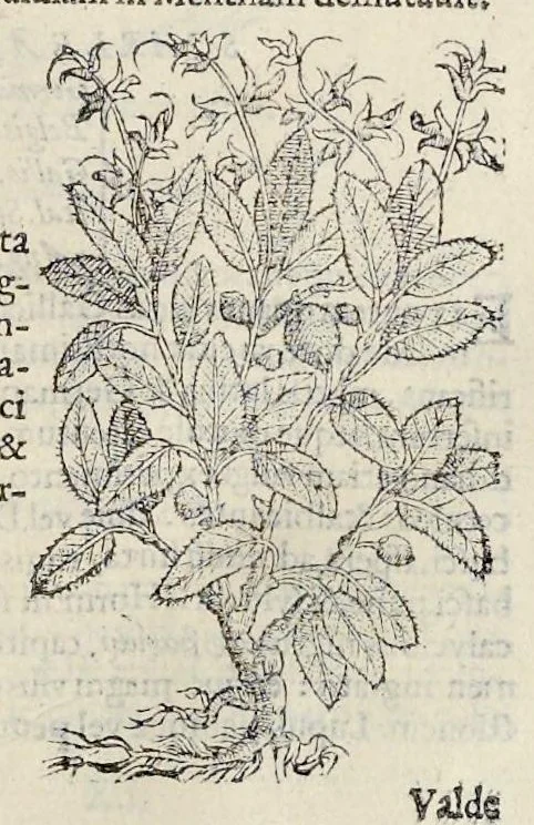 An illustration from Nova Stirpivm adversaria : perfacilis vestigatio, lvcvlentaquv accessio ad priscorum, praesertim Dioscoridis, & recentiorum, materiam medicam, 1576, leaf 250