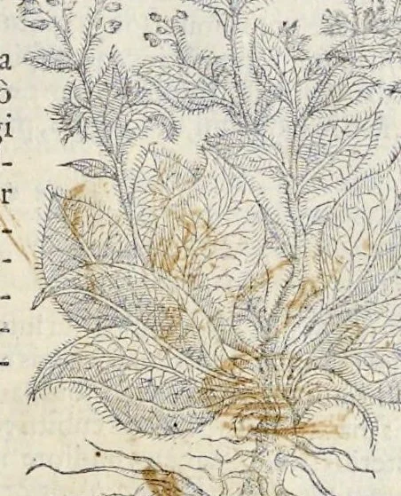 An illustration from Nova Stirpivm adversaria : perfacilis vestigatio, lvcvlentaquv accessio ad priscorum, praesertim Dioscoridis, & recentiorum, materiam medicam, 1576, leaf 258
