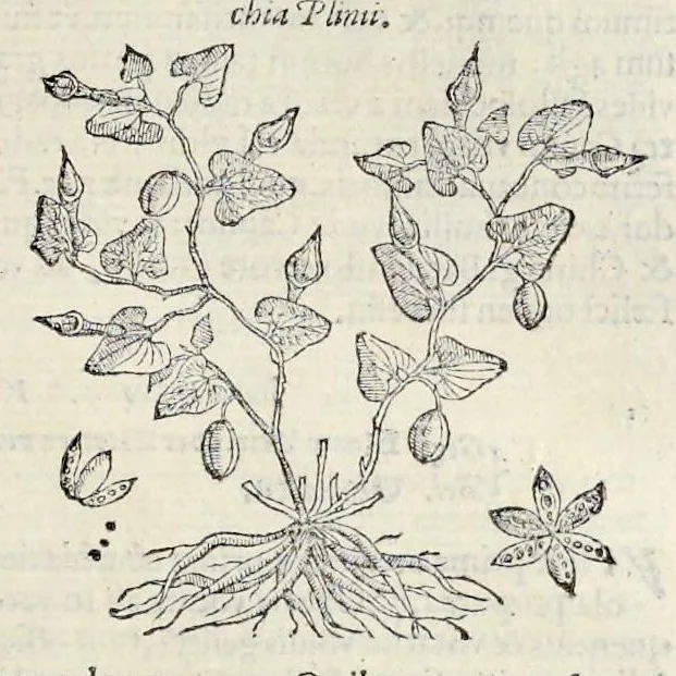 An illustration from Nova Stirpivm adversaria : perfacilis vestigatio, lvcvlentaquv accessio ad priscorum, praesertim Dioscoridis, & recentiorum, materiam medicam, 1576, leaf 276