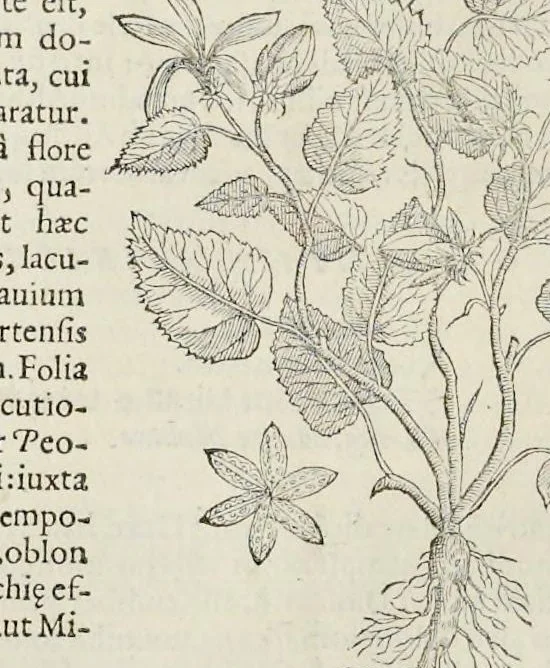 An illustration from Nova Stirpivm adversaria : perfacilis vestigatio, lvcvlentaquv accessio ad priscorum, praesertim Dioscoridis, & recentiorum, materiam medicam, 1576, leaf 305
