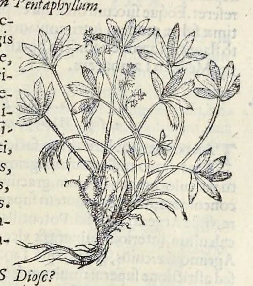 An illustration from Nova Stirpivm adversaria : perfacilis vestigatio, lvcvlentaquv accessio ad priscorum, praesertim Dioscoridis, & recentiorum, materiam medicam, 1576, leaf 318