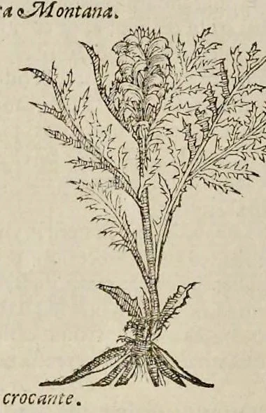 An illustration from Nova Stirpivm adversaria : perfacilis vestigatio, lvcvlentaquv accessio ad priscorum, praesertim Dioscoridis, & recentiorum, materiam medicam, 1576, leaf 337