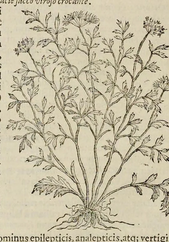 An illustration from Nova Stirpivm adversaria : perfacilis vestigatio, lvcvlentaquv accessio ad priscorum, praesertim Dioscoridis, & recentiorum, materiam medicam, 1576, leaf 337