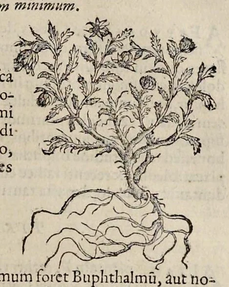 An illustration from Nova Stirpivm adversaria : perfacilis vestigatio, lvcvlentaquv accessio ad priscorum, praesertim Dioscoridis, & recentiorum, materiam medicam, 1576, leaf 356