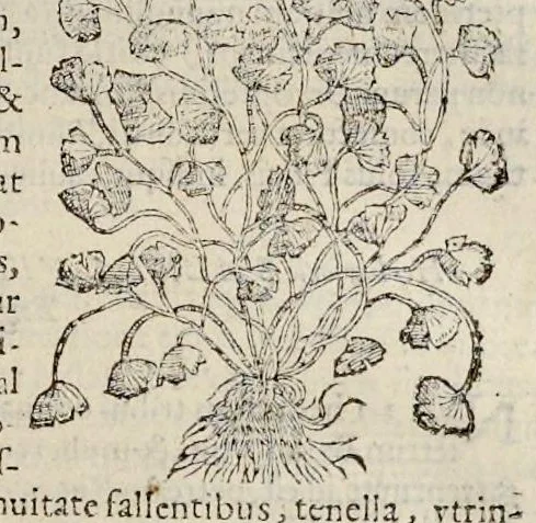 An illustration from Nova Stirpivm adversaria : perfacilis vestigatio, lvcvlentaquv accessio ad priscorum, praesertim Dioscoridis, & recentiorum, materiam medicam, 1576, leaf 372