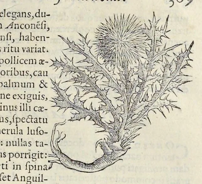 An illustration from Nova Stirpivm adversaria : perfacilis vestigatio, lvcvlentaquv accessio ad priscorum, praesertim Dioscoridis, & recentiorum, materiam medicam, 1576, leaf 380
