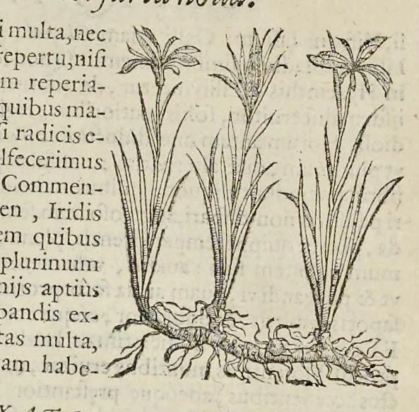 An illustration from Nova Stirpivm adversaria : perfacilis vestigatio, lvcvlentaquv accessio ad priscorum, praesertim Dioscoridis, & recentiorum, materiam medicam, 1576, leaf 39