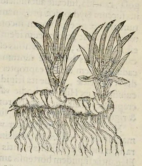 An illustration from Nova Stirpivm adversaria : perfacilis vestigatio, lvcvlentaquv accessio ad priscorum, praesertim Dioscoridis, & recentiorum, materiam medicam, 1576, leaf 39